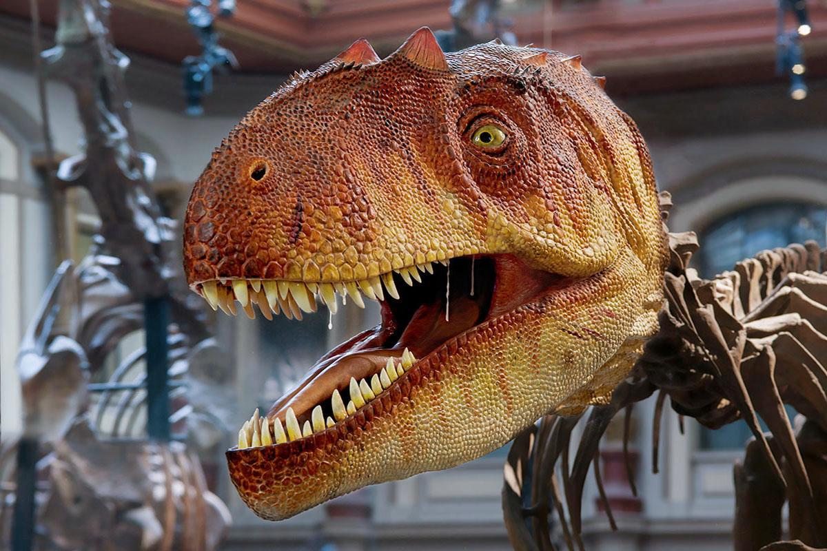Das Foto zeigt den rekonstruierten Kopfes des Allosaurus. Sein Maul hat er weit aufgerissen und zum Vorschein kommen seine weißen scharfen Zähne.