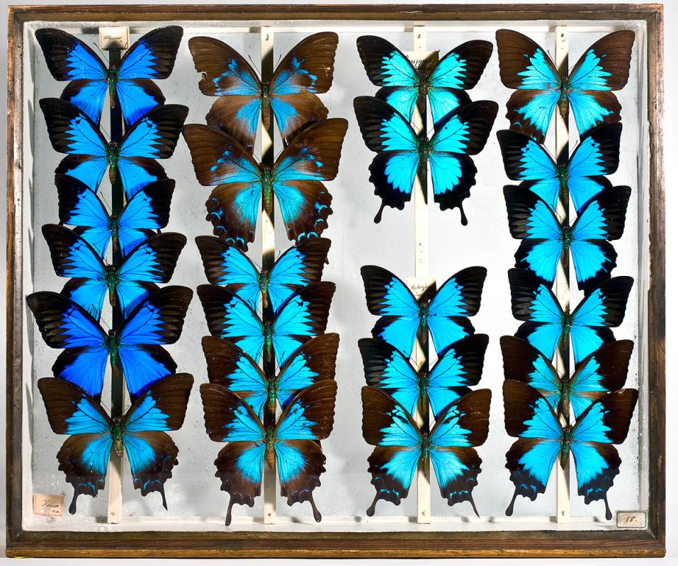 Ein Sammlungskasten mit Schmetterlingen in den entomoligischen Sammlungen des Museums für Naturkunde Berlin