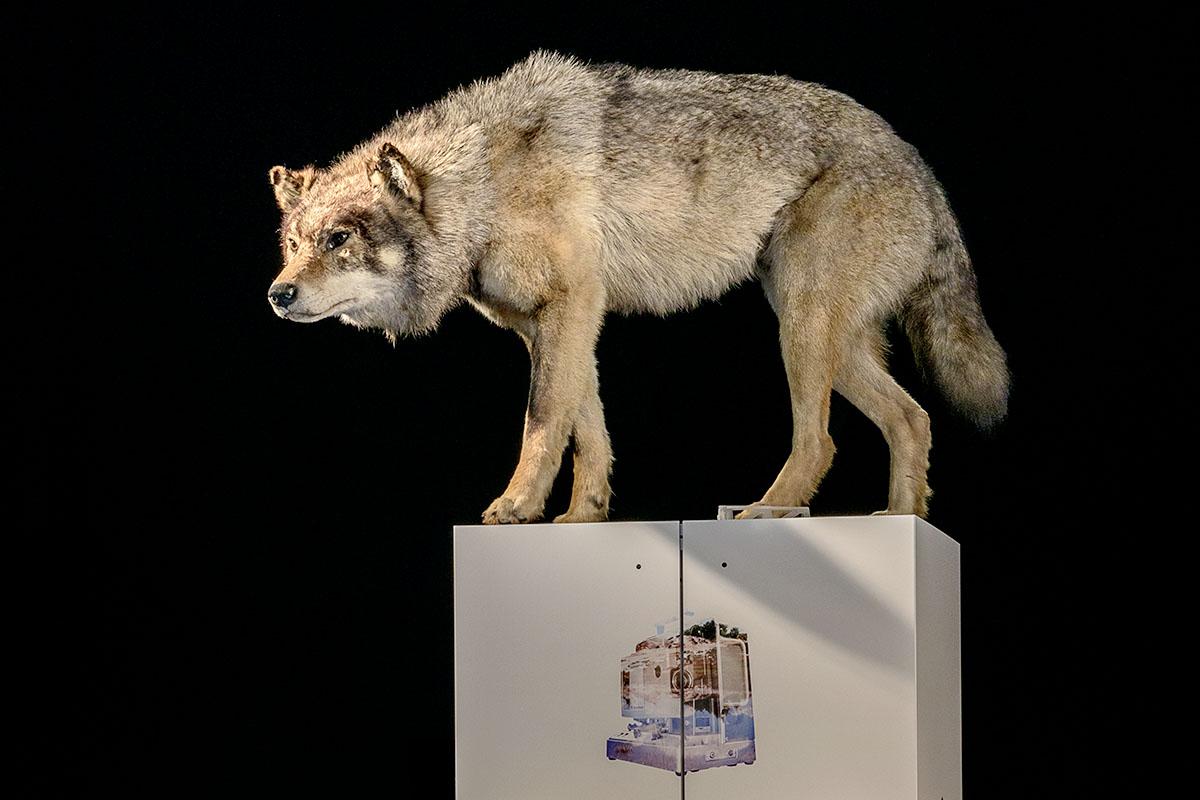 Wolfpräparat aus der Sonderausstellung Silemann! des Museums für Naturkunde Berlin
