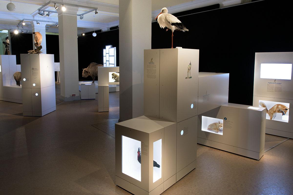 Einblick in die Sonderausstellung Sielmann! des Museums für Naturkunde Berlin