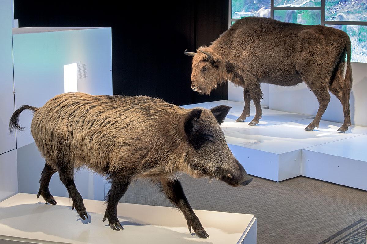 Einblicke in die Sonderausstellung Sielmann! des Museums für Naturkunde Berlin mit Wildschwein im Vordergrund