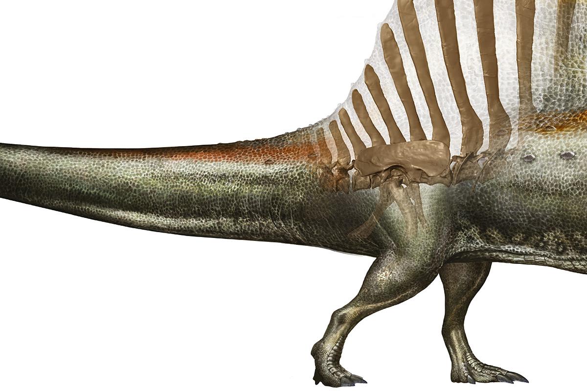 Spinosaurus, © National Geographic