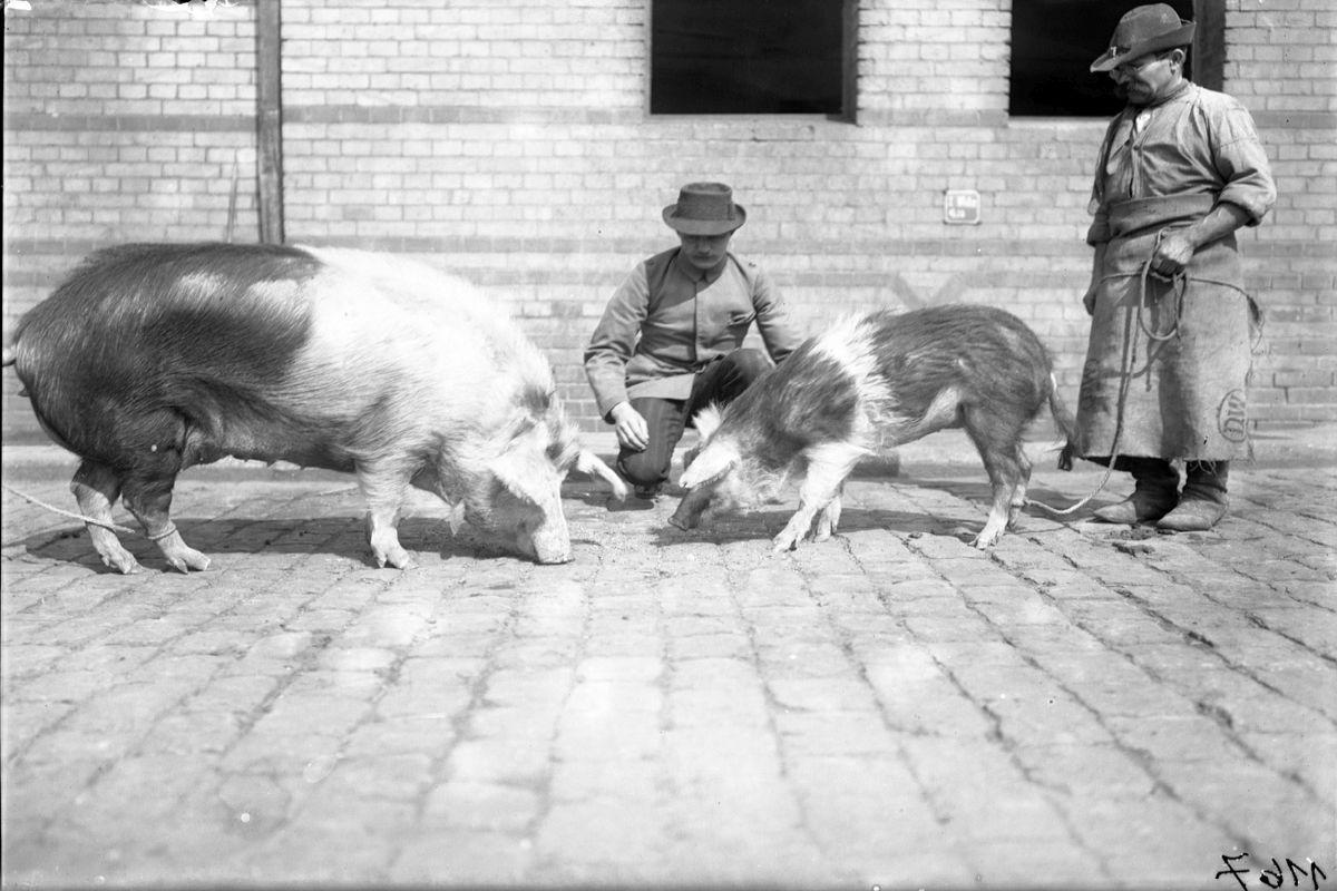 Seit rund 200 Jahren werden Schweine durch die Auswahl von Tieren mit gewünschten Merkmalen gezüchtet. Foto: Zentralmagazin Naturwissenschaftlicher Sammlungen Martin Luther Universität Halle-Wittenberg