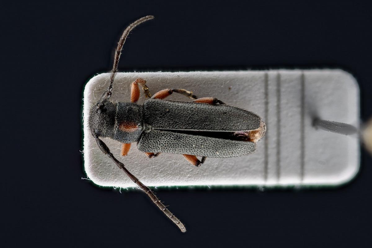 Insect portrait from the collection of the MfN called Phytoecia pustulata also called Yarrow Beetle