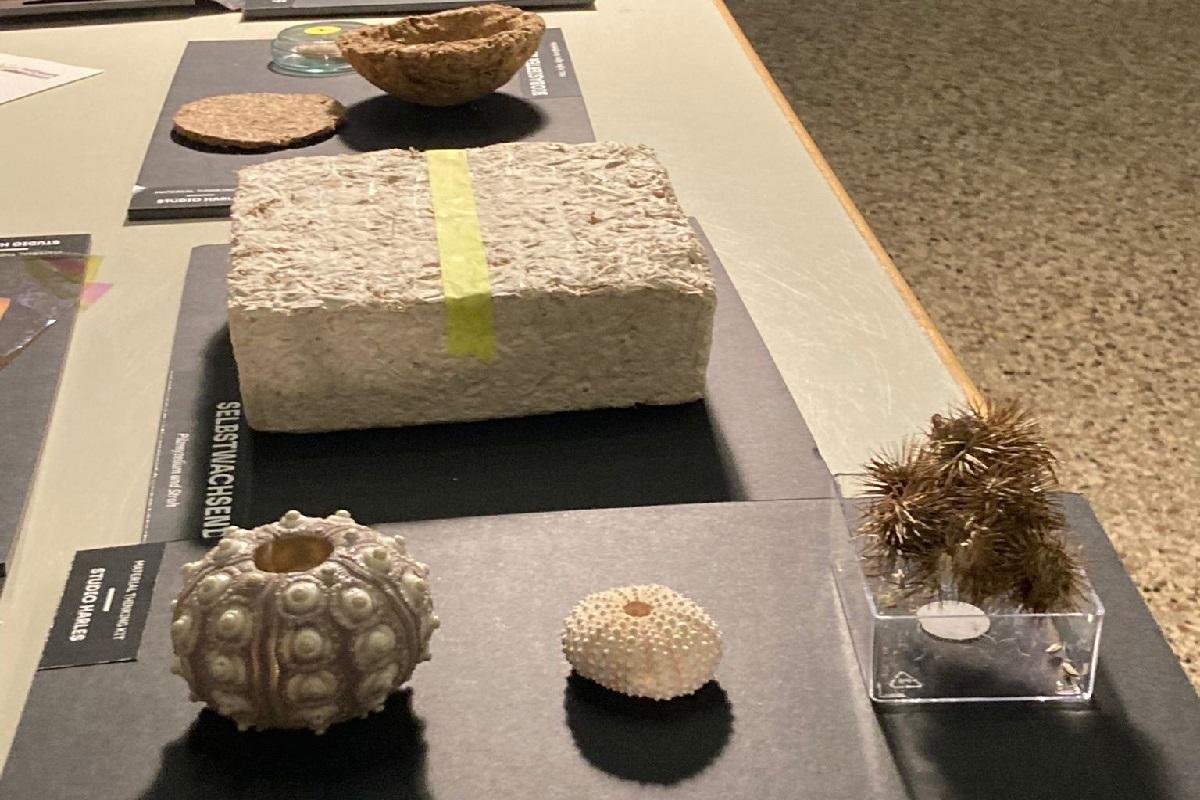 Auf einem Tisch liegen verschiedenen Objekte zum Beispiel Seeigel, Kletten und ein Block auf Stroh- und Pilzgewebe