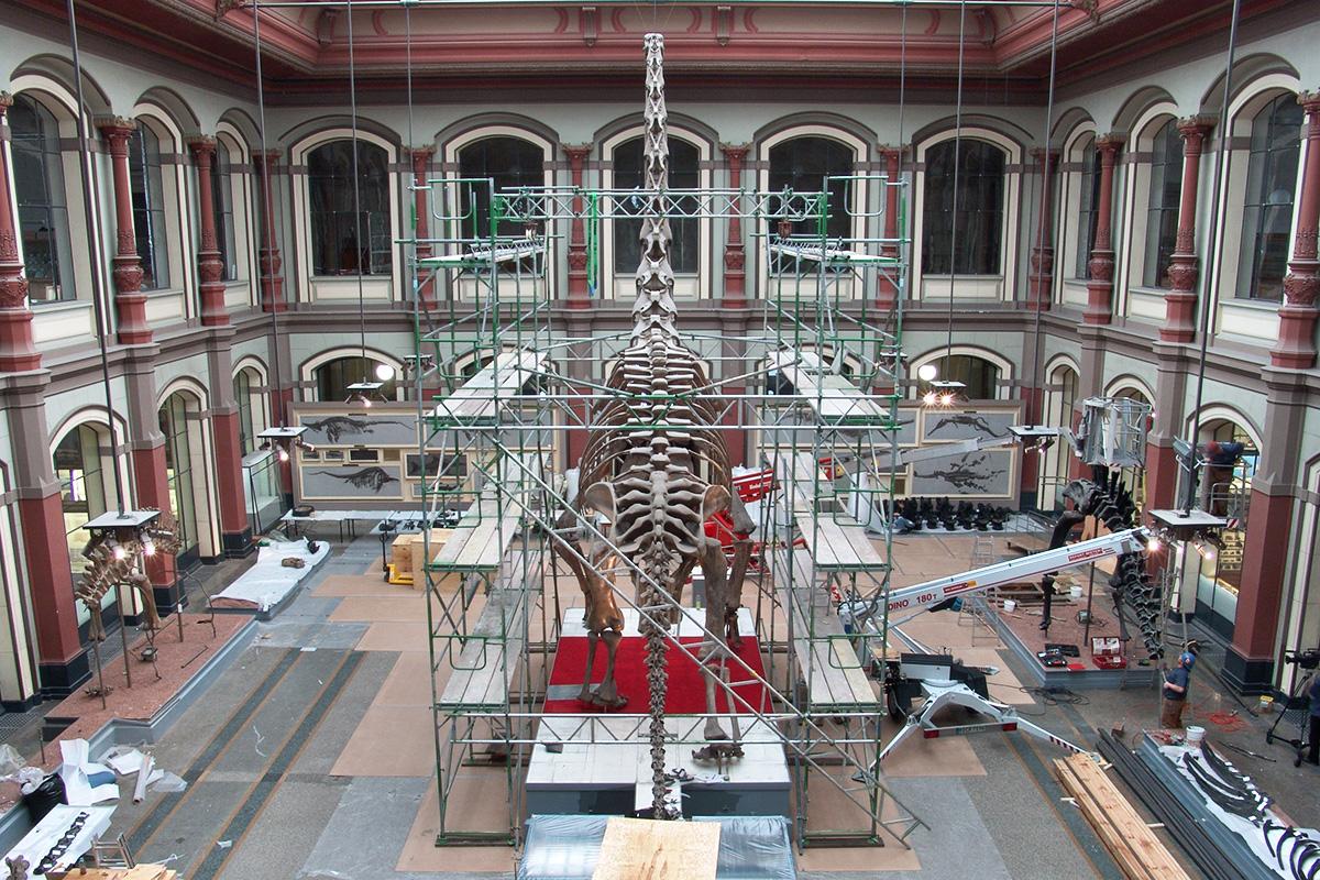 Abbau des Brachiosaurus Skeletts in Vorbereitung auf die Sanierung des Saals, Brachiosaurus mit Gerüst