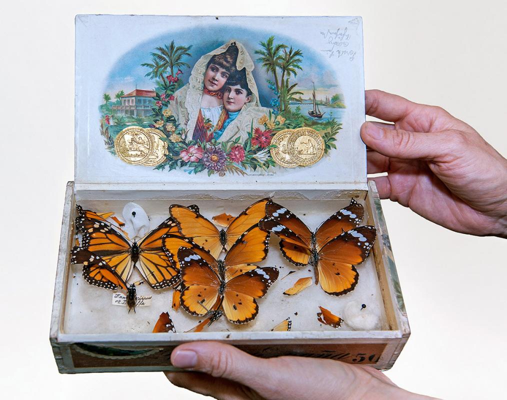 Schmetterlingspräparate in einer Zigarrenschachtel, Foto: Haw Ja Götz