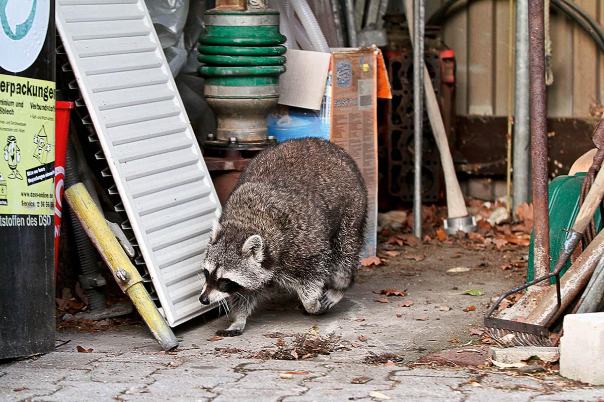 Das Foto zeigt einen Waschbären in einer Garage. 