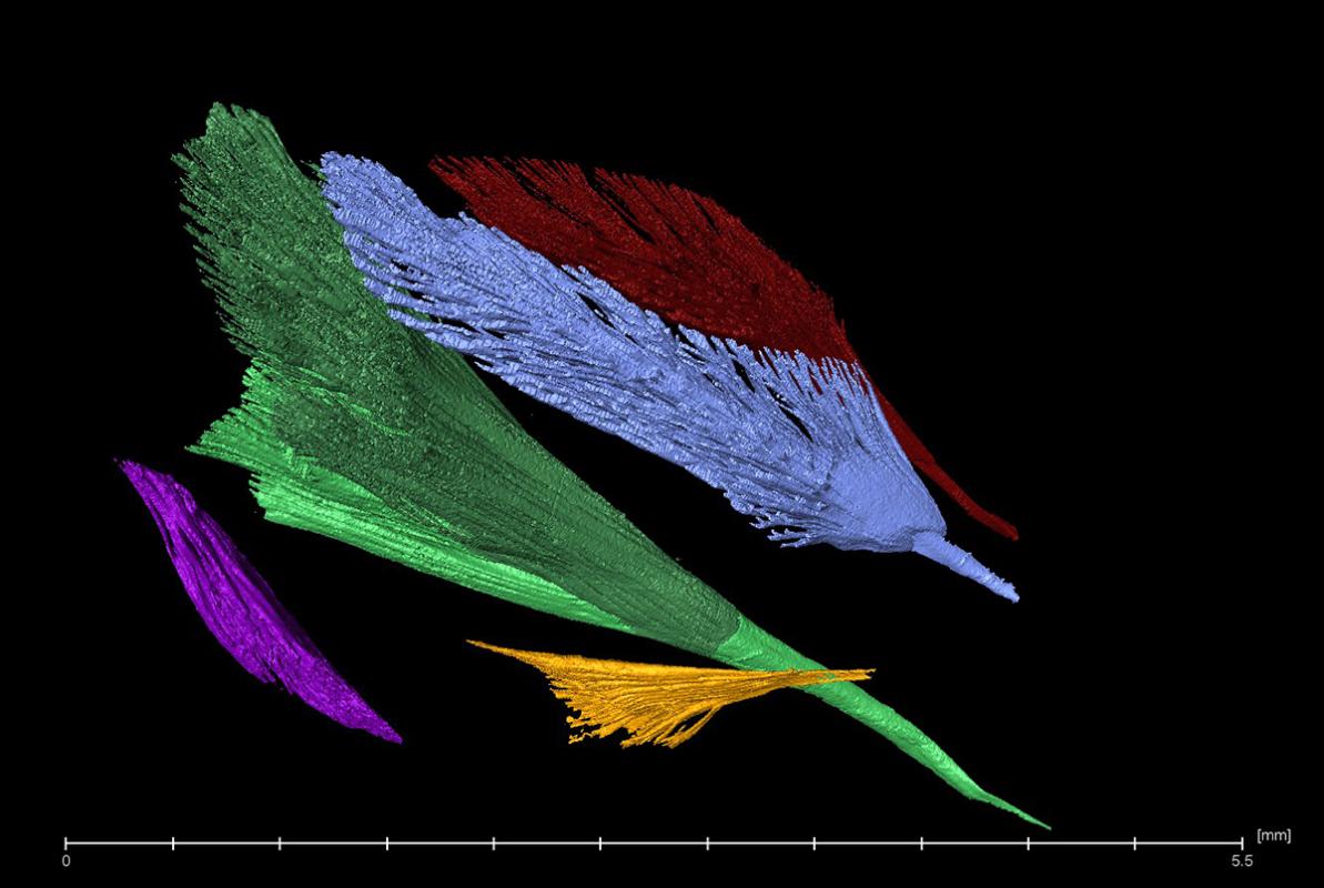 Einzelne Muskeln einer Wespe im CT, Foto: Maraike Willsch
