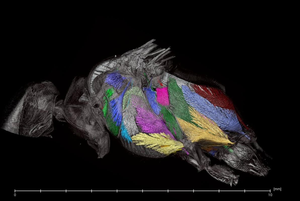 Wespe im CT-Scan, Foto: Maraike Willsch, Museum für Naturkunde