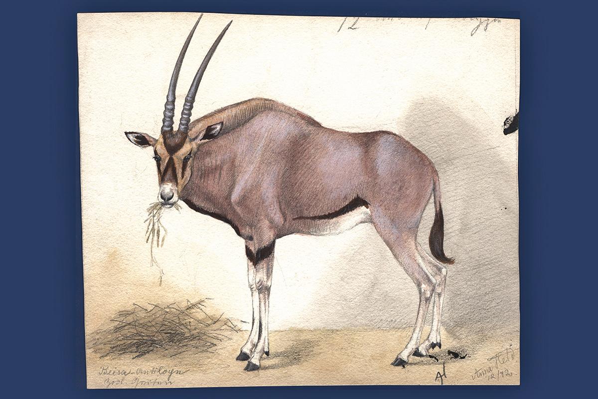 Aquarell von Anna Held, Zoologischer Garten Berlin Dezember 1892: Spiessbock, Oryx gazella collotis, Bestand: Zool. Mus., Signatur: B VIII 411