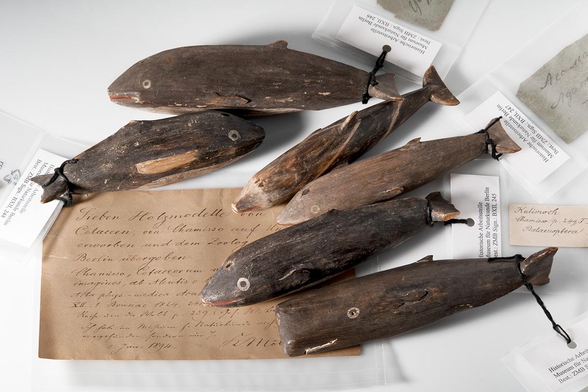 Holzmodelle von Walen, angefertigt für Adelbert von Chamisso im 19. Jahrhundert