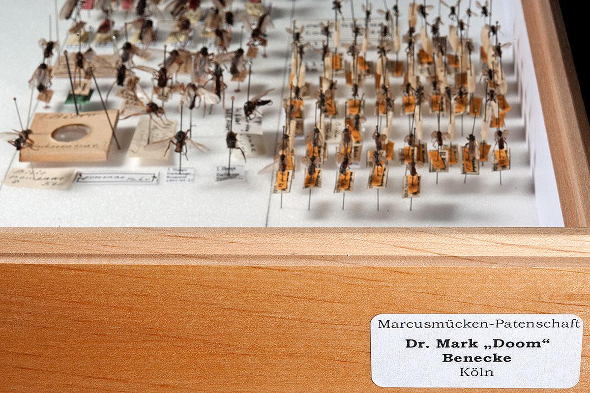 Etikett "Dr. Mark Doom Benecke" am Sammlungskasten der Markusmücken, Foto: Hwa Ja Götz