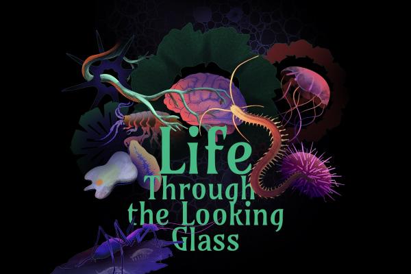Life through the looking glass