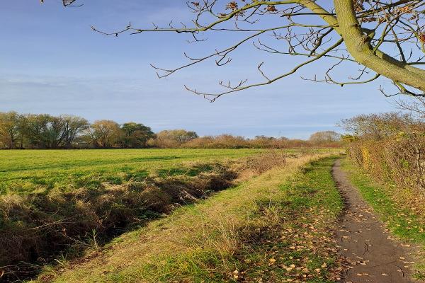 Blick auf Wald, Wiese und Wasser