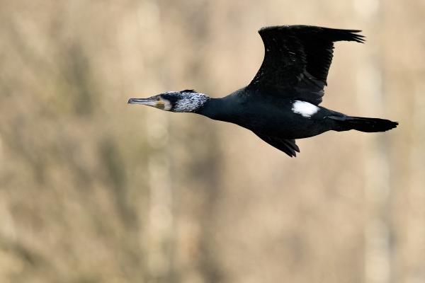 Fliegender Kormoran 