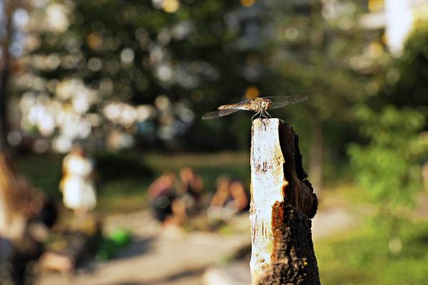 Libelle sitzt auf einem Stück Totholz, im Hintergrund sind unscharf Menschen zu erkennen