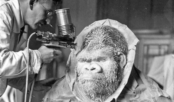 Fotografie des Gorillas Bobby bei der Präparation.