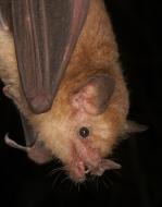 Fledermaus