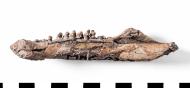 Schädelabbildung Diadectes dreigleichenensis aus Sammlung des Perthesforums von der Stiftung Schloss Friedenstein Gotha