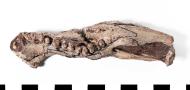 Schädelabbildung Diadectes dreigleichenensis aus Sammlung des Perthesforums von der Stiftung Schloss Friedenstein Gotha