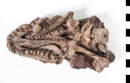 Schädelabbildung Diadectes dreigleichenensis aus Sammlung des Perthesforums von der Stiftung Schloss Friedenstein Gotha