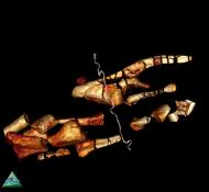 2. Virtuelle Rekonstruktion von Knochen von Dysalotosaurus aus einer der Bambustrommeln