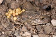 Geburtshelferkröte (Alytes obsetricans), fotografiert in der Rhön