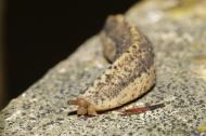 Eine Schnecke (Atopos sp. A) kriecht über einen Stein