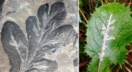 The oldest known leaf mines (Asteronomus maeandriformis) of Earth history from the Permian of Thuringia, Germany (left). Leaf mines of the leaf-miner fly Liriomyza on a sow thistle (right).