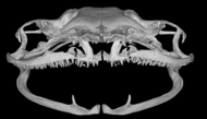 Computertomografische Aufnahme eines Säbelzahnfroschschädels