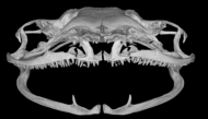 Xray CT scan of a skull of saber-toothed frog