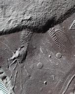 Holotyp von Cabarzichnus pulchrus, Ruhespur eines frühen Reptils.