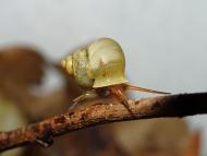 Eine Schnecke (Dioryx messageri) kriecht über einen Ast