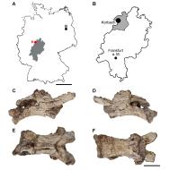 Karte zur Herkunft von Manistropheus kulicki