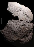 Spiral burrow infill, bottom view. Tambach Formation, early Permian, Germany. Scale bar = 10 cm