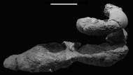 Spiral burrow infill ending in an enlarged chamber, lateral view. Teekloof Formation, middle Permian, South Africa. Scale bar 10 cm. 