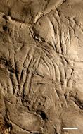 Scratch trace sets, top view, late Permian, Germany. Scale bar = 5 cm.