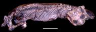 Cistecephalus microrhinus, dorsal-lateral view, late Permian, South Africa. Scale bar = 5 cm.