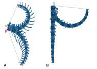 Computermodell der Beweglichkeit des Schwanzes von Giraffatitan brancai