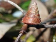 Eine Schnecke (Ganesella procera) auf einem Ast