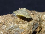Eine Schnecke (Geotrochatella insignis) auf einem Stein