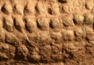 Gestein mit Abdruck der reptilartigen Haut von Dimetreon aus der Fossillagerstätte Bromacker