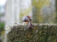 Kantige Laubschnecke auf einem Grabstein