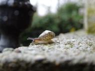 Kantige Laubschnecke auf einem Grabstein