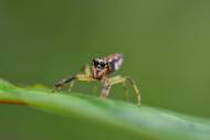 Springspinne (Hypaeus sp., Salticidae) auf einem Blatt