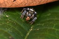 Jumping spider (Salticinae, Salticidae) on a leaf