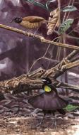 Illustration zweier Blaunacken-Paradiesvögel in der Natur