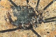 Spinnenfossil auf einem gelben Untergrund 