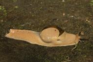 Eine Schnecke (Megaustenia messageri) kriecht über die Erde
